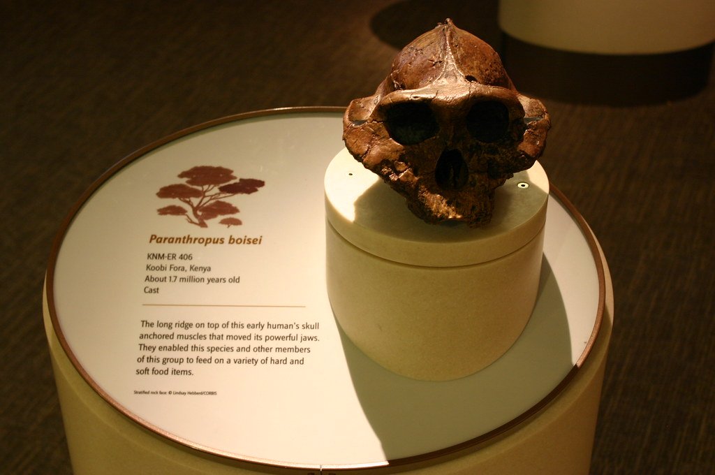 24 Early Human Ancestors Quietly Reclassified and Moved Somewhere Else on the Tree Entirely