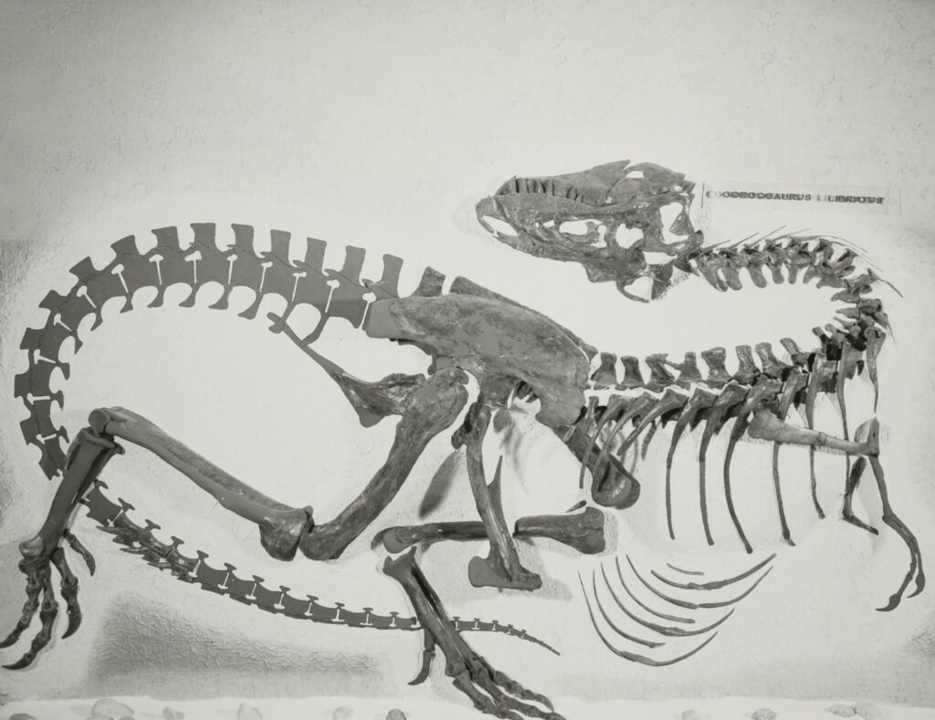 13 Extinct Animals Science Renamed and Quietly Folded Into a Species Already on the Books