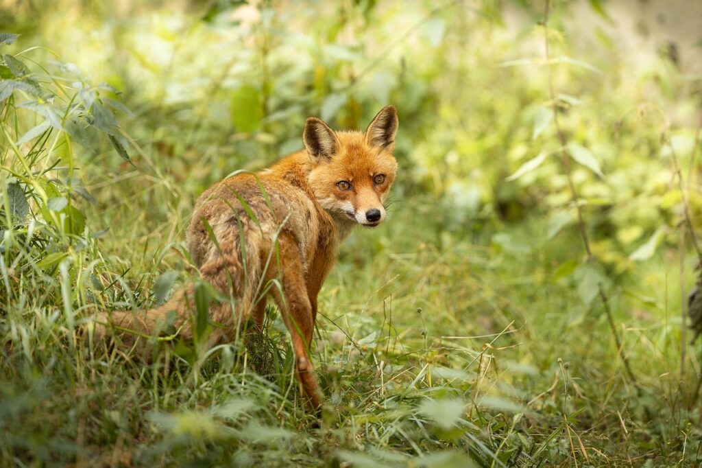 When Did Animals Start Experiencing the World? The Evolution of Consciousness Remains One of Science's Biggest Questions
