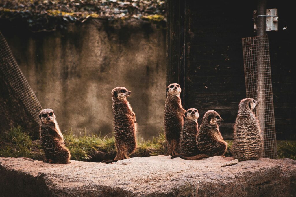 7 Milestones in Evolution That Changed How Animals Perceived the World Around Them