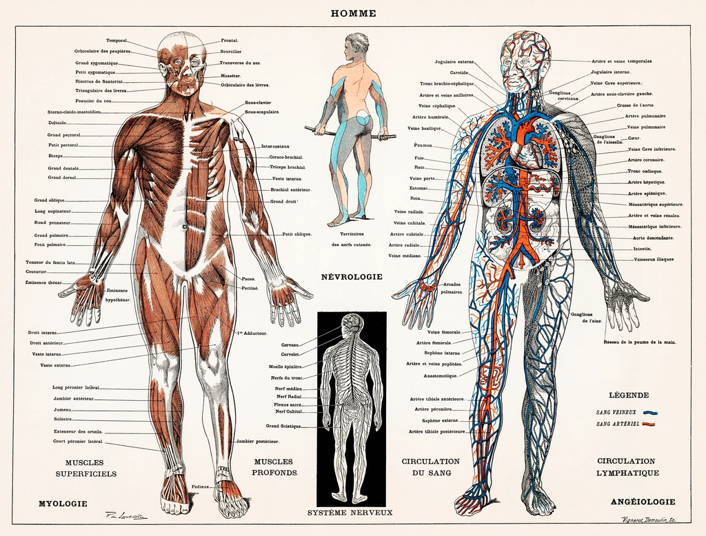 From Simple Nerve Nets to Human Thought: 9 Extraordinary Steps in the Evolution of Nervous Systems