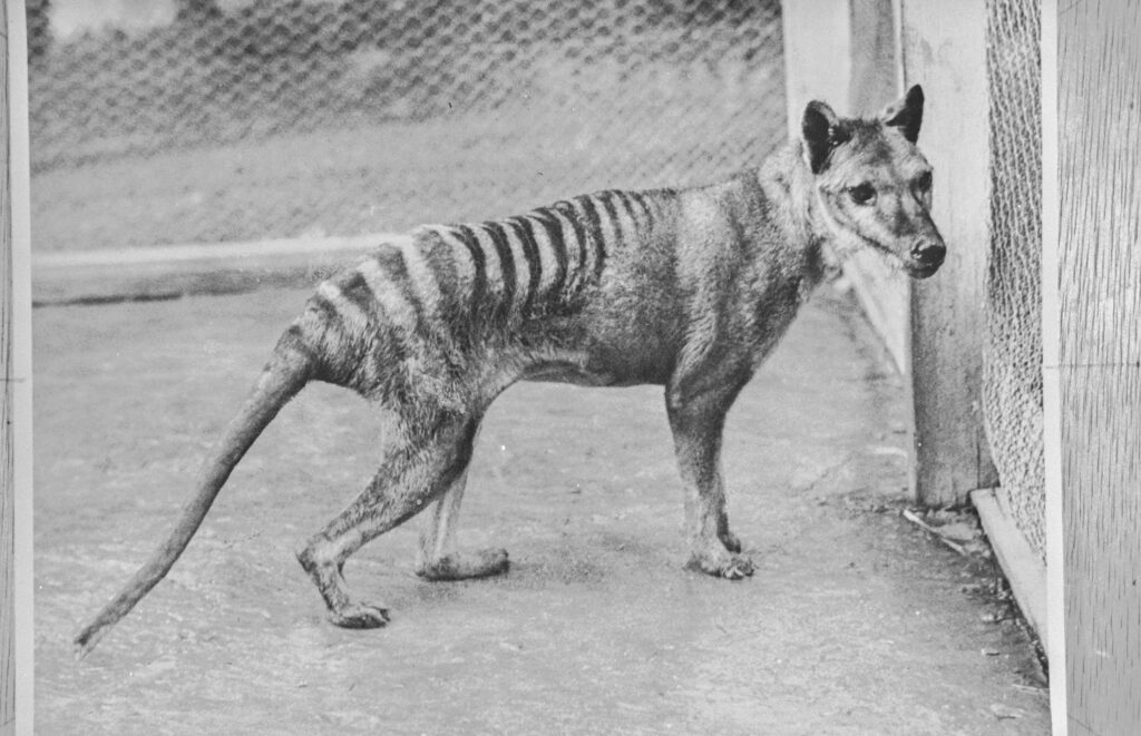 8 Extinct Animals That Survived for Millions of Years Before Disappearing Surprisingly Recently