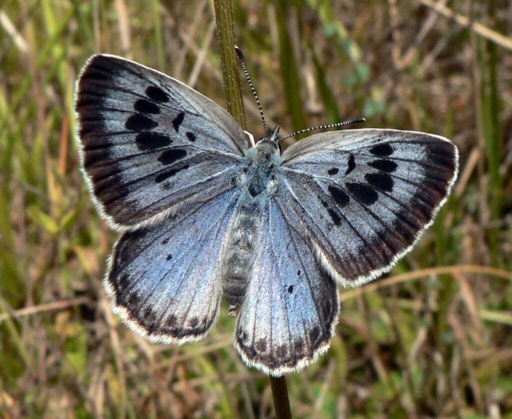 13 Species That Vanished and Then Quietly Came Back