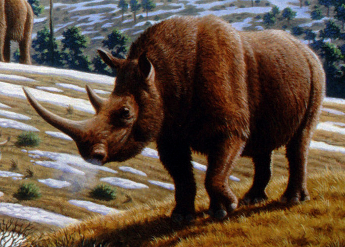 13 Beliefs About the Woolly Rhinoceros That Collapsed in a Single Decade
