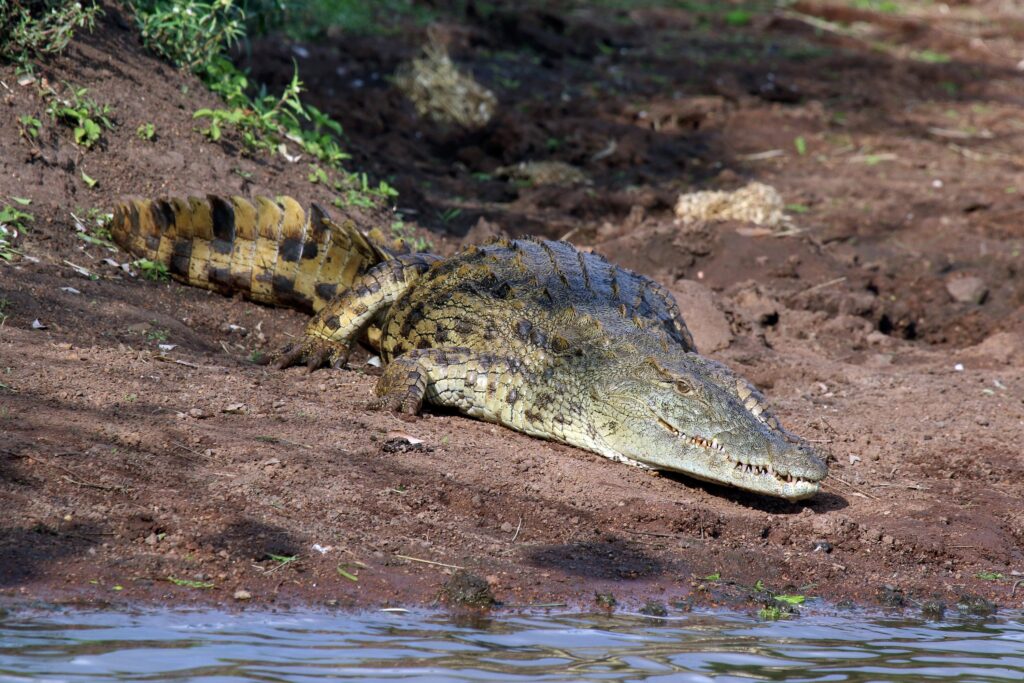 14 Things the Nile Crocodile Has Not Changed in 200 Million Years