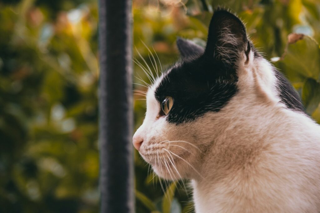 14 Things About Animal Memory That Scientists Underestimated for Years
