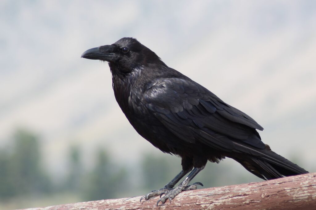 14 Things the Raven Does That Put It Ahead of Most Mammals