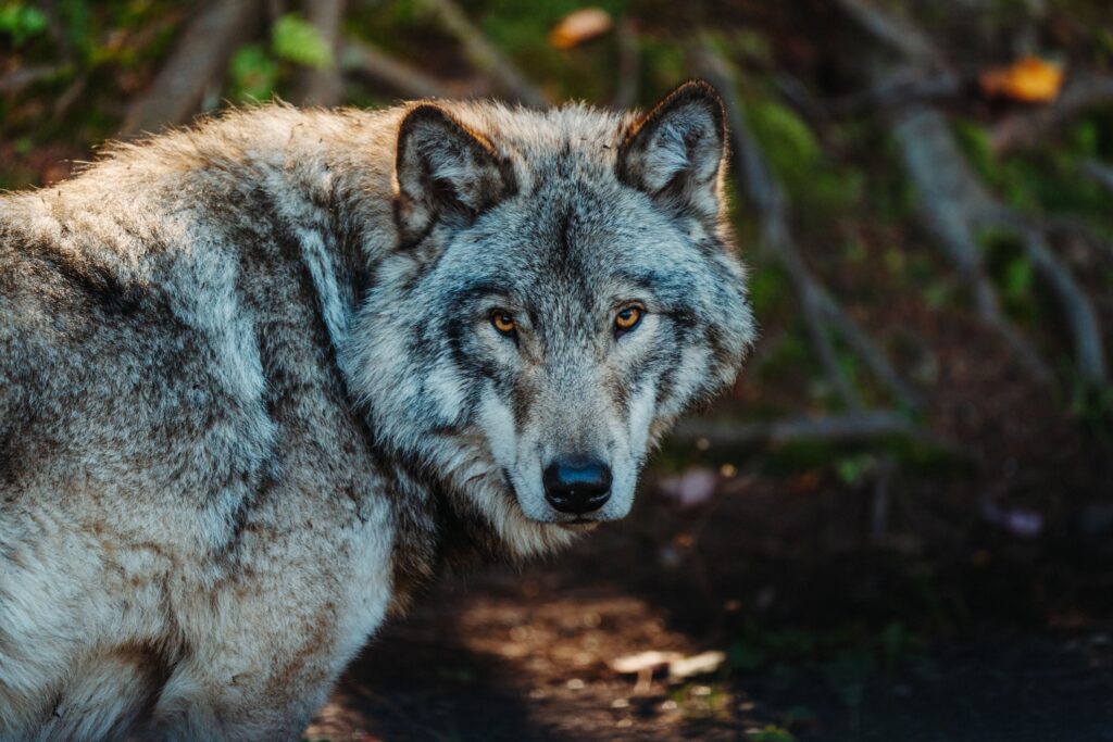 14 Things the Grey Wolf Does That Early Humans Copied Deliberately