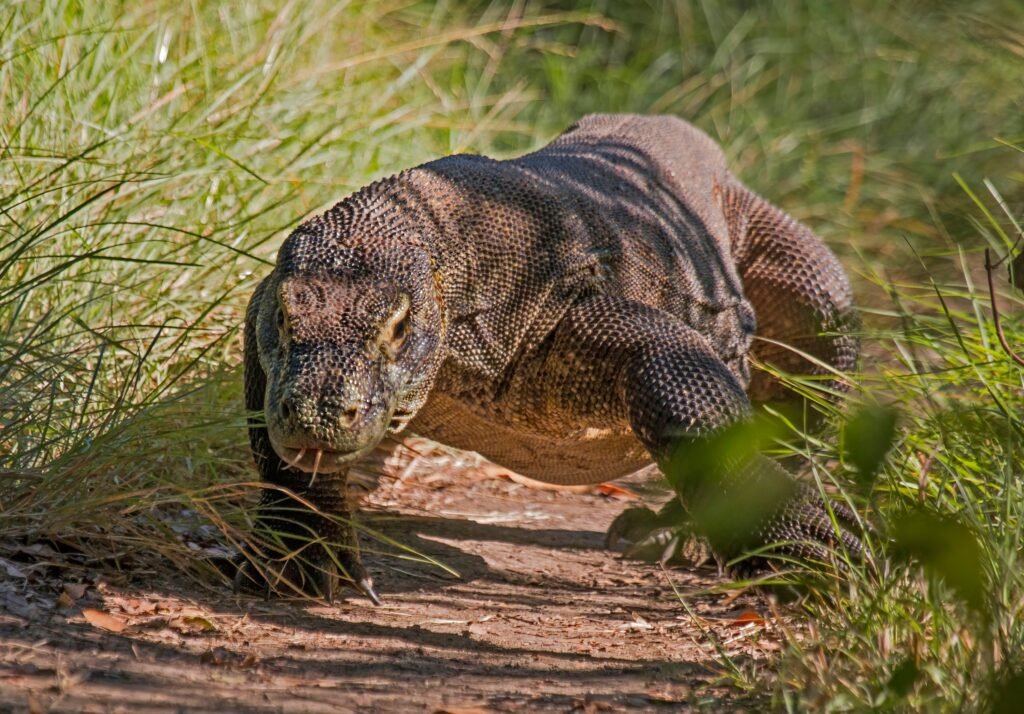 12 Things the Komodo Dragon Does That Took a Century to Work Out