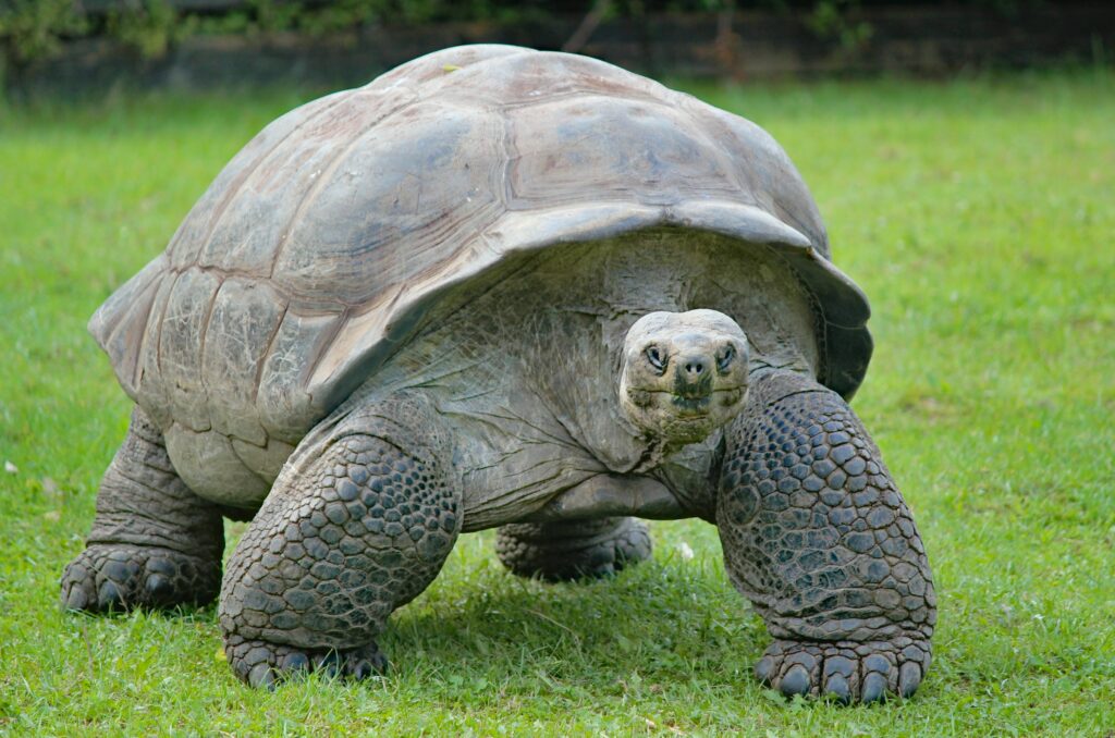 13 Things About Animal Lifespans That Were Miscounted for Decades