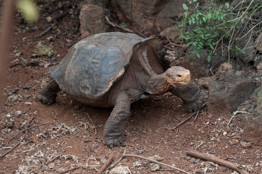 13 Things the Giant Tortoise Outlived That Nobody Expected