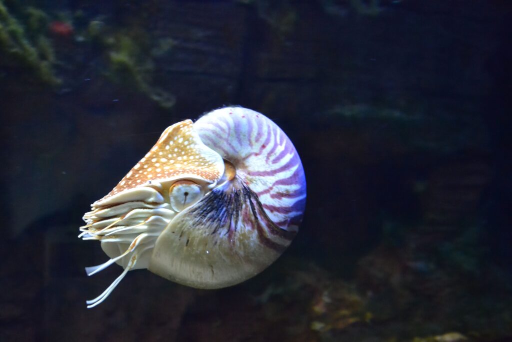 The 12 Creatures That Outlived Everything They Evolved Beside