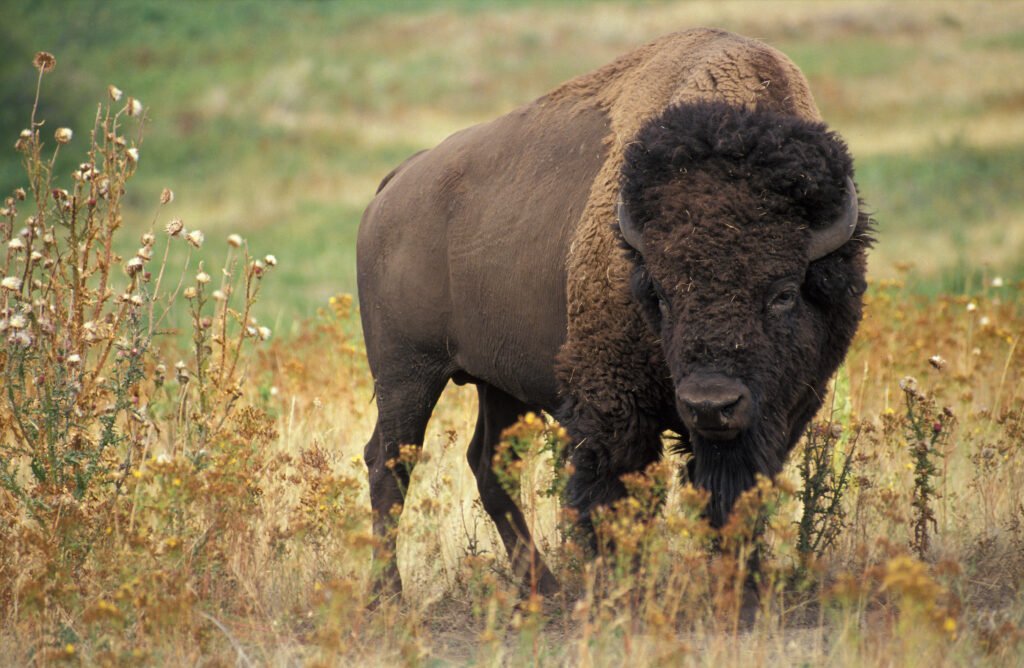 13 Things the American Bison Survived That Should Have Finished It
