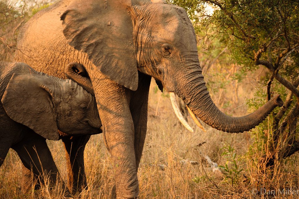 13 Things the Elephant Remembers That Researchers Cannot Yet Measure
