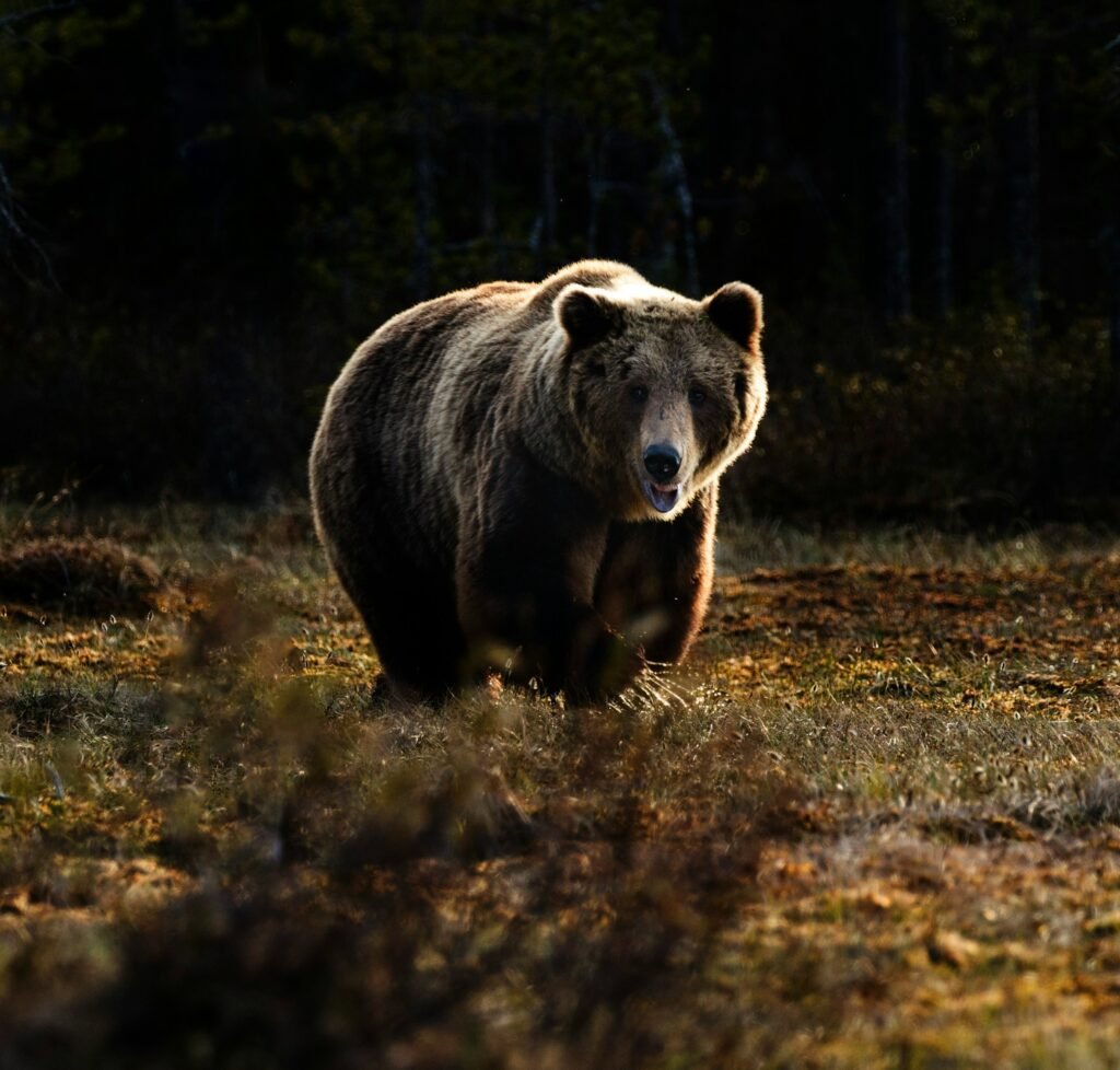 12 Things the Grizzly Bear Does That Had Been Recorded Wrongly
