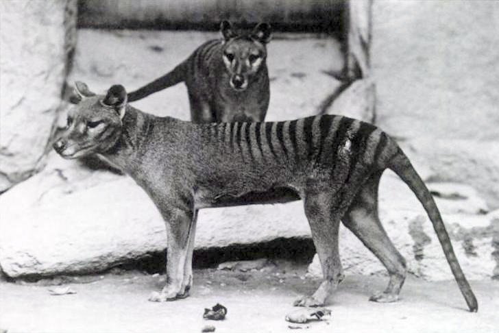 12 Extinct Animals That Were Once Astonishingly Common