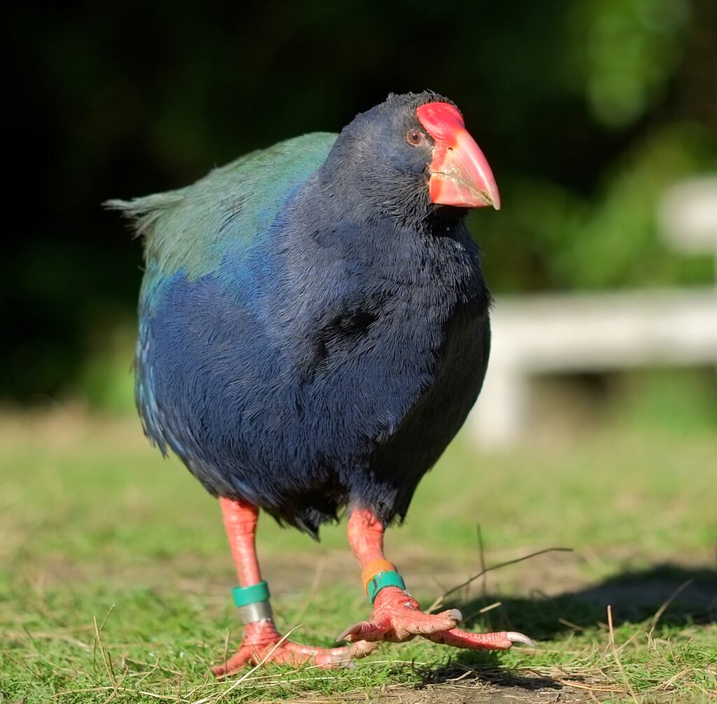 12 Animals Declared Gone That Keep Turning Up in Credible Reports