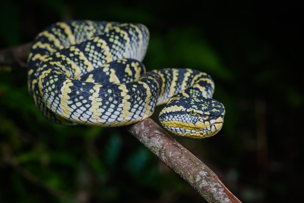 12 Animal Senses That Scientists Still Cannot Properly Describe