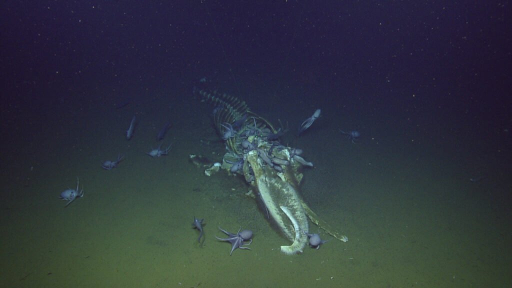 14 Things About the Deep Ocean Floor Nobody Has Explained