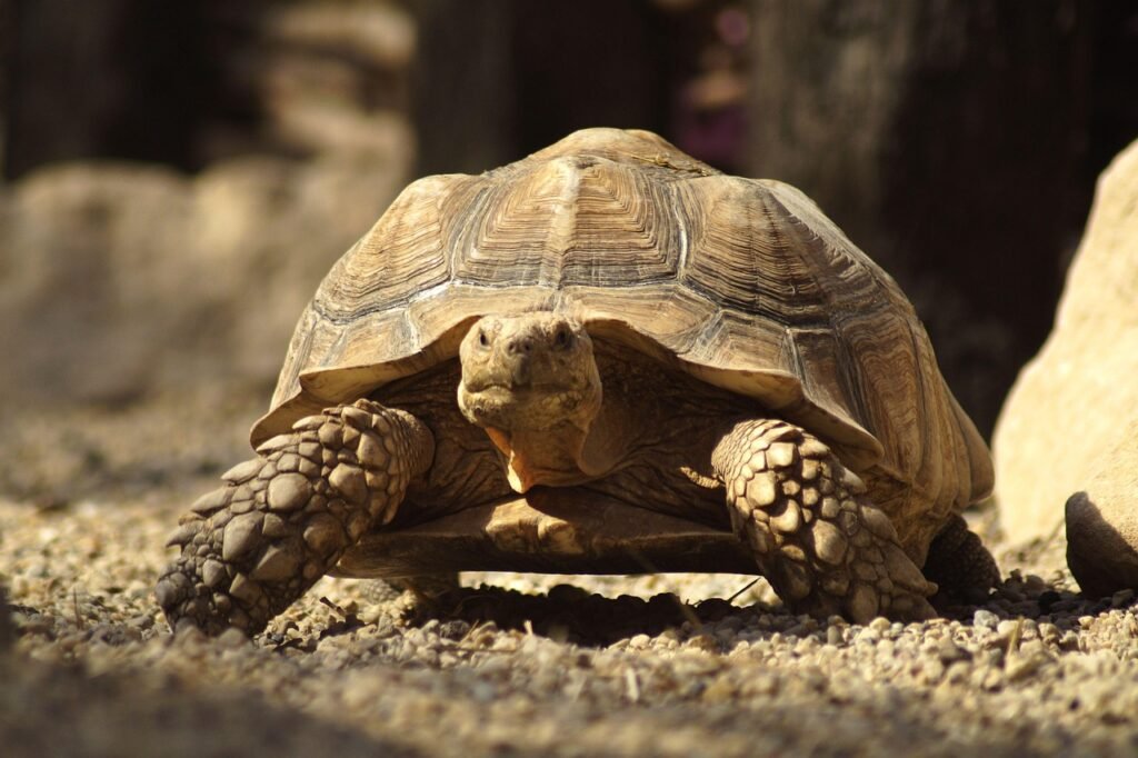 15 Things About Giant Tortoise That Researchers Cannot Yet Measure