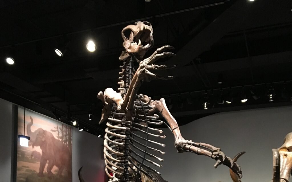 12 Short-faced Bear Behaviours Researchers Now Say Were Wrong