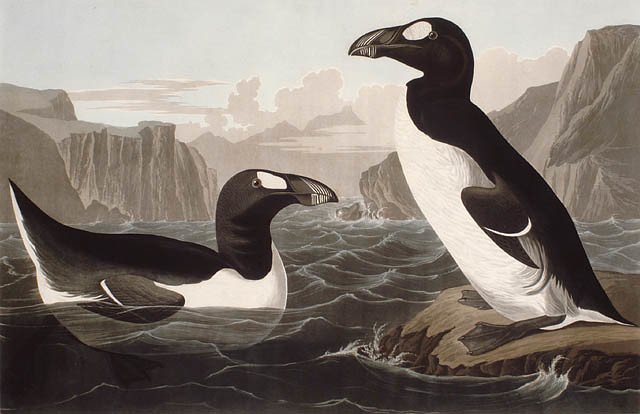16 Things Great Auk Survived That Should Have Finished It