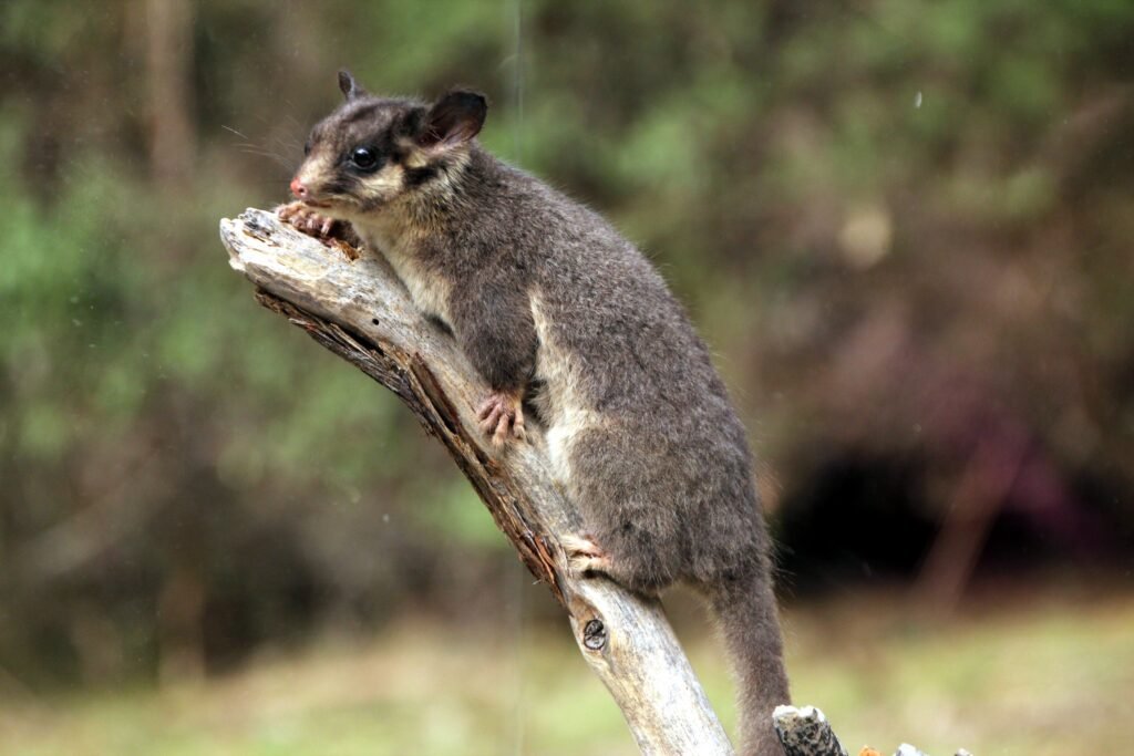 13 Creatures Declared Extinct That Keep Being Sighted