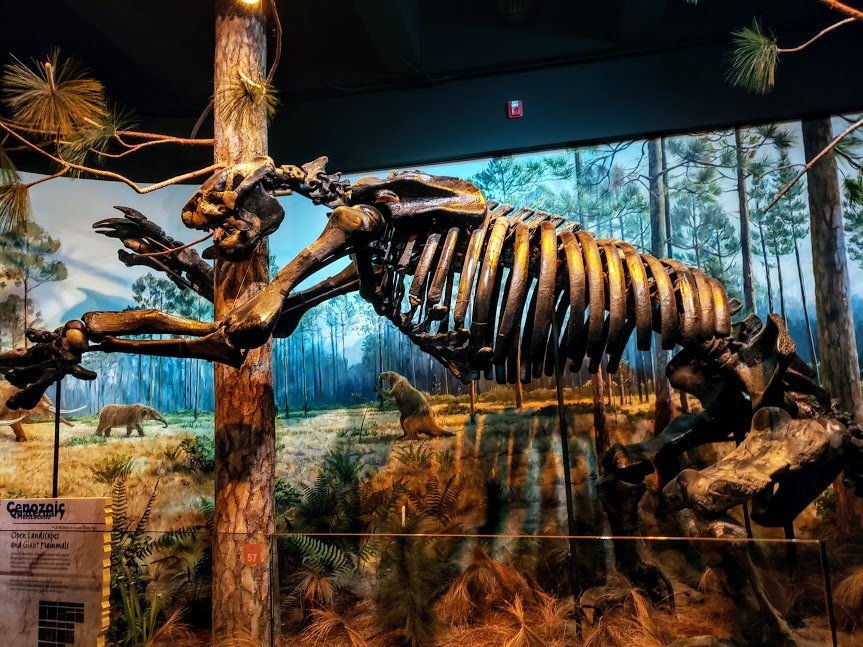 15 Giant Ground Sloth Facts Researchers Have Quietly Corrected