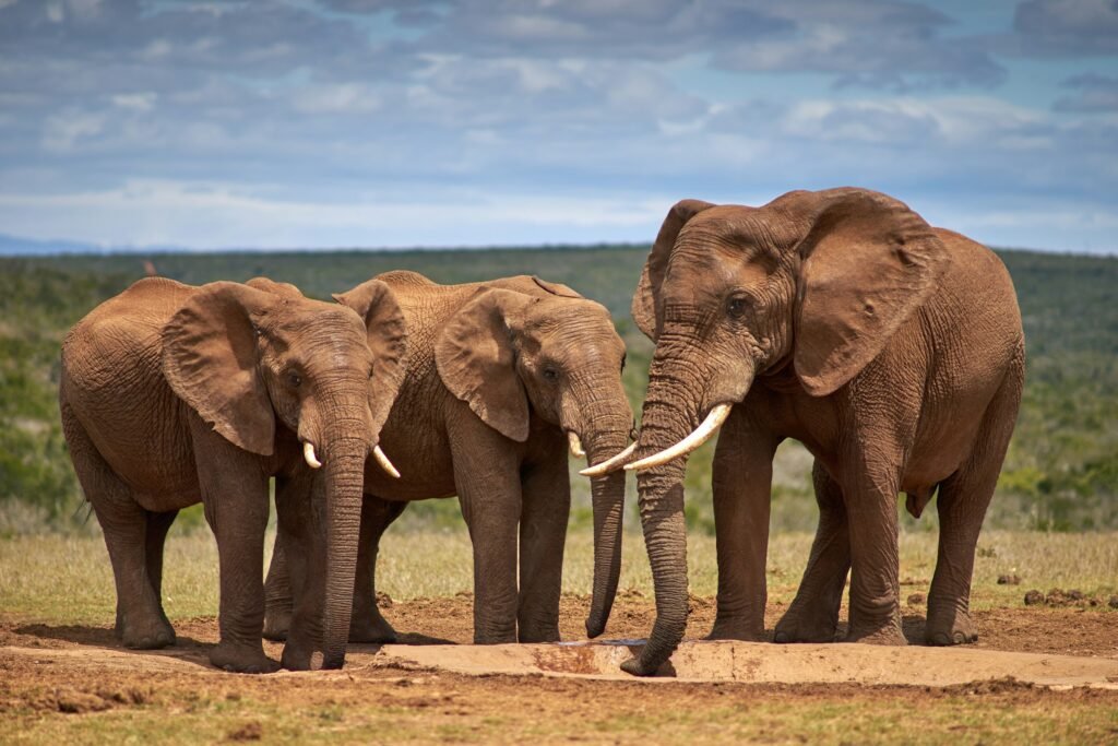 15 Things Scientists Still Cannot Explain About Elephant