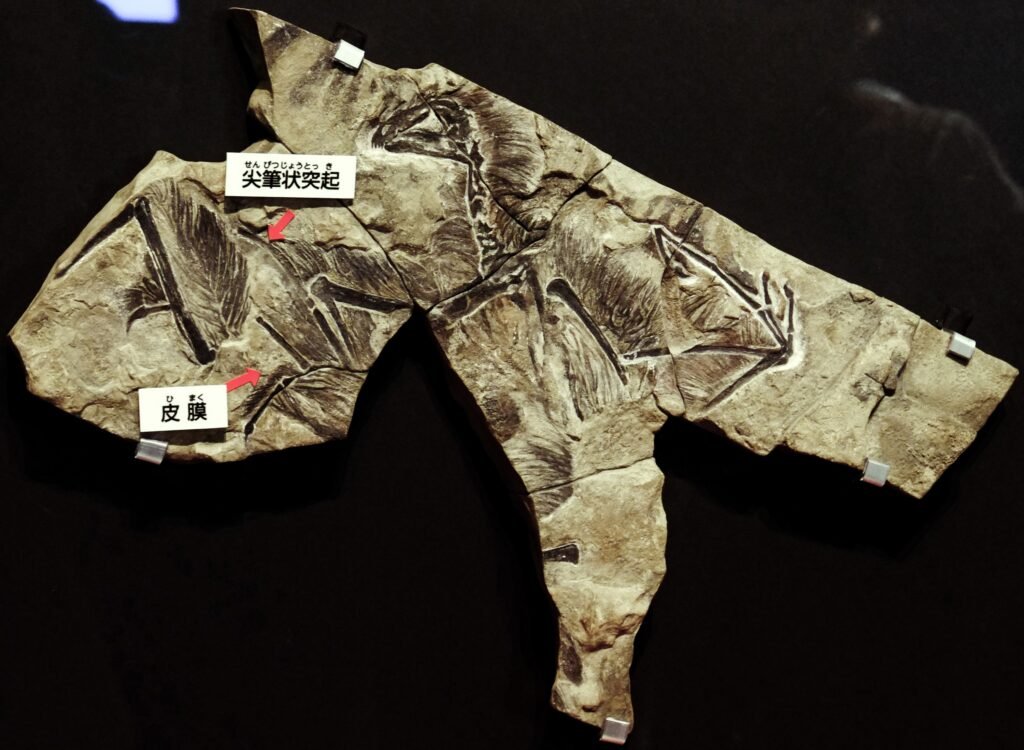 12 Fossils That Have Baffled Palaeontologists for Decades