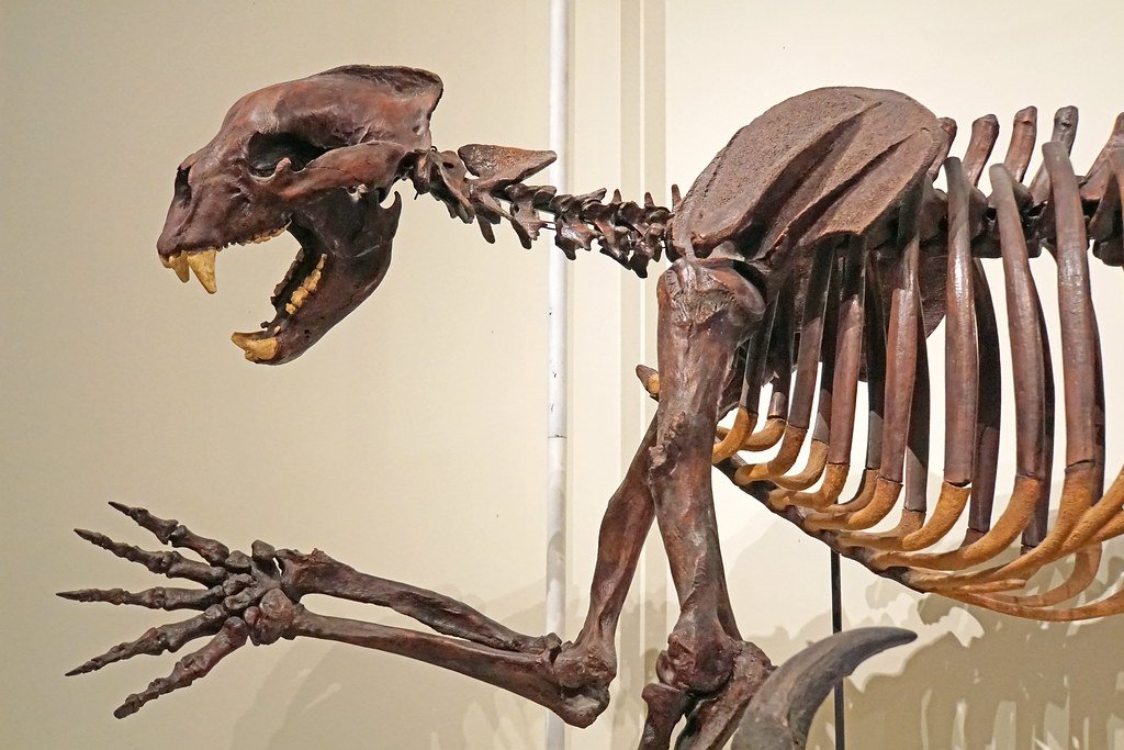 13 Short-faced Bear Facts Researchers Have Quietly Corrected