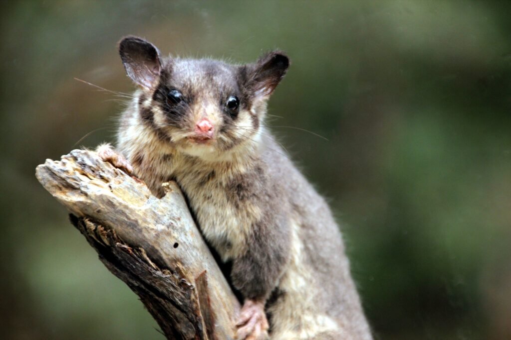 25 Extinct Animals Scientists Quietly Admitted Were Declared Gone Far Too Early