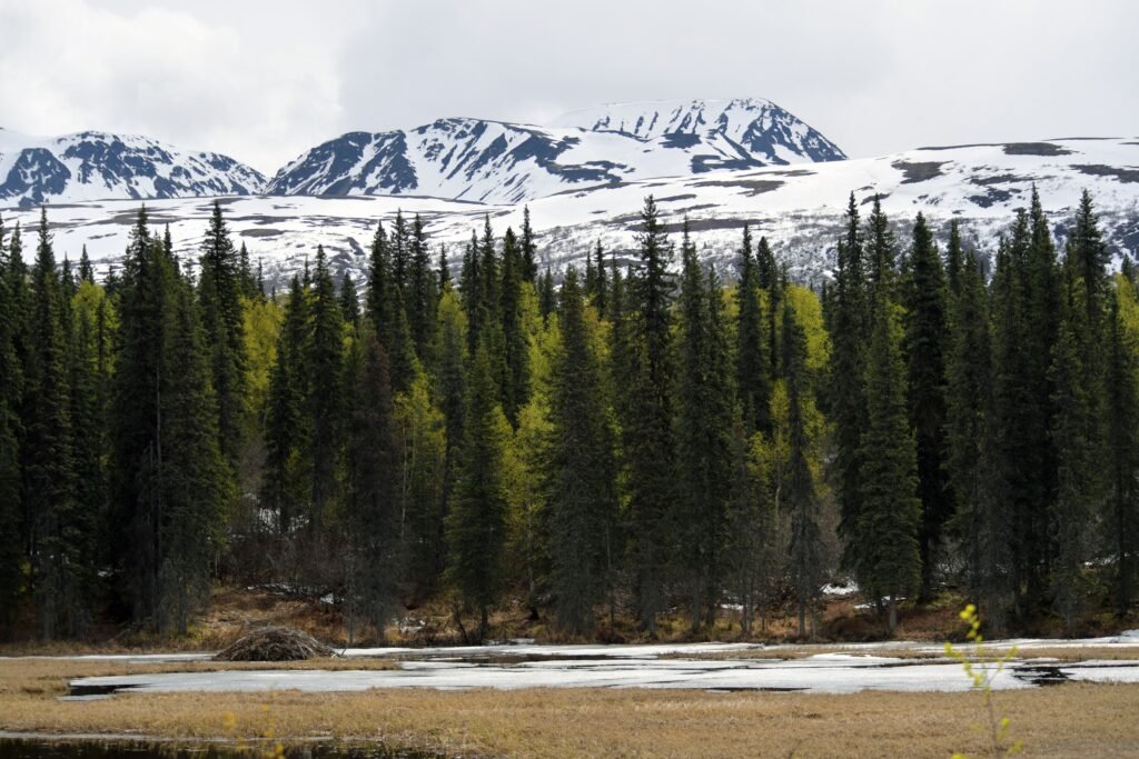 Scientists Say Greenland Was Once Warm Enough to Support Forests - A Reminder of How Dramatically Earth's Climate Can Change