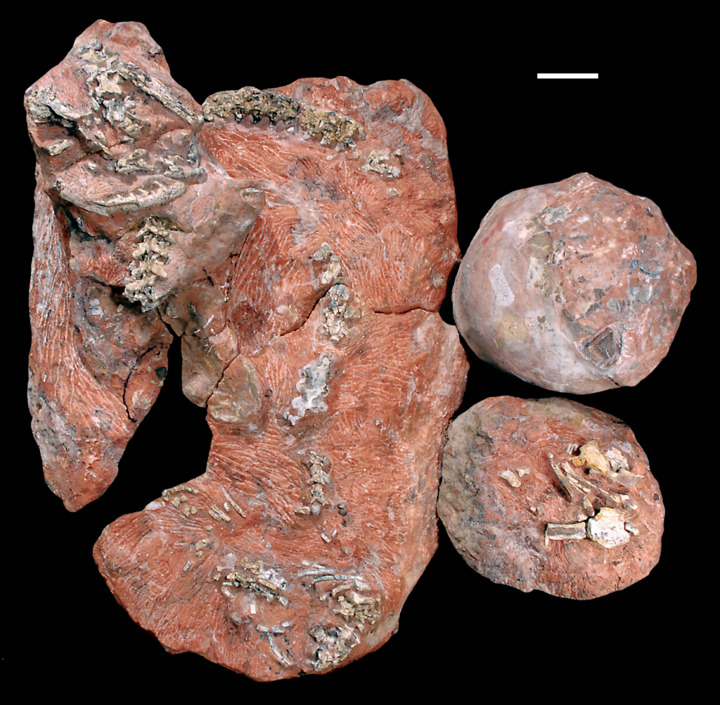 Paleontologists Have Discovered Fossils Showing That Giant Sauropods Began Life Surprisingly Small - Then Grew Into Earth's Largest Land Animals