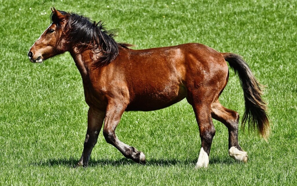 Evolution Says Horses Once Had Multiple Toes Before Grasslands Changed the Rules