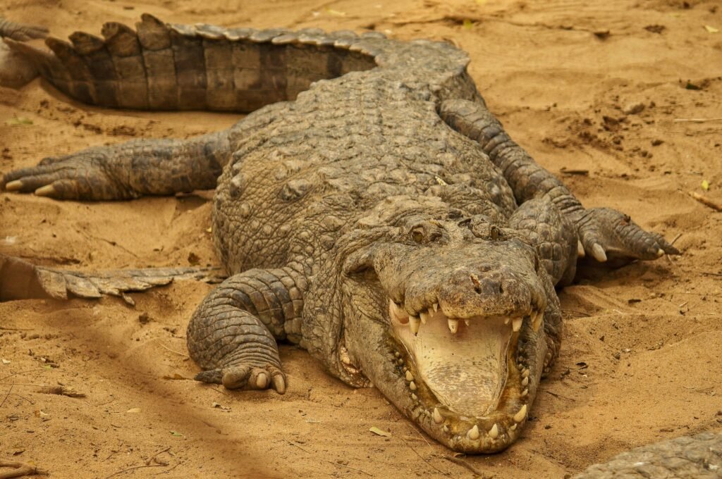 7 Ancient Animals Whose Modern Relatives Look Surprisingly Familiar