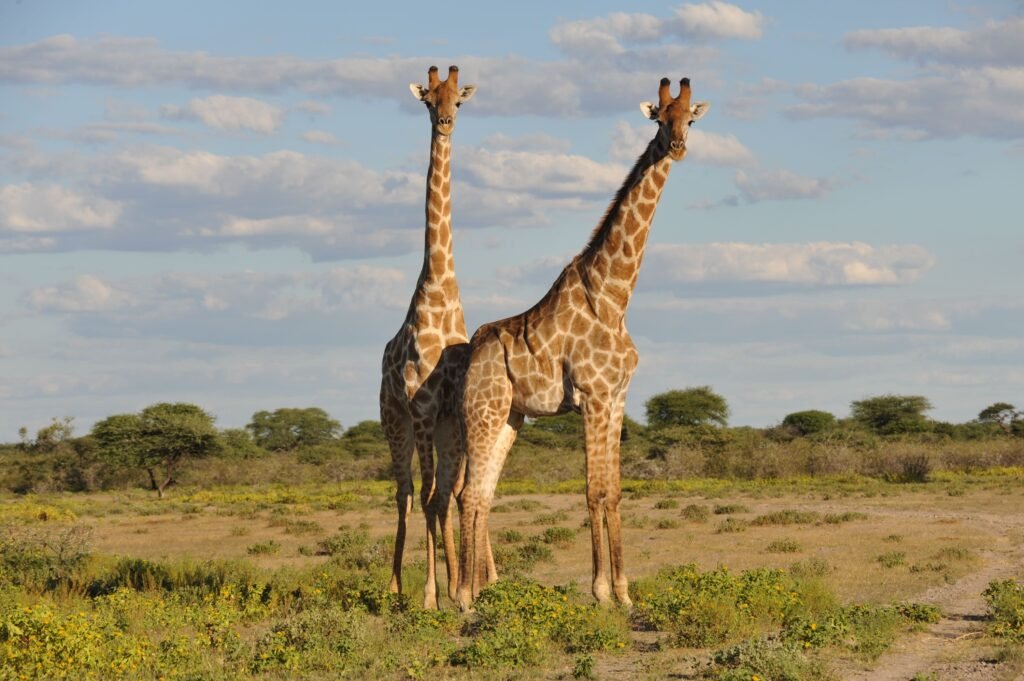 Evolution Says the Giraffe's Long Neck Changed Far More Than Just How High It Could Feed