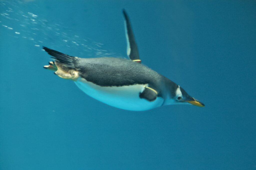 Evolution Says Penguins Became Better Swimmers by Giving Up the Ability to Fly