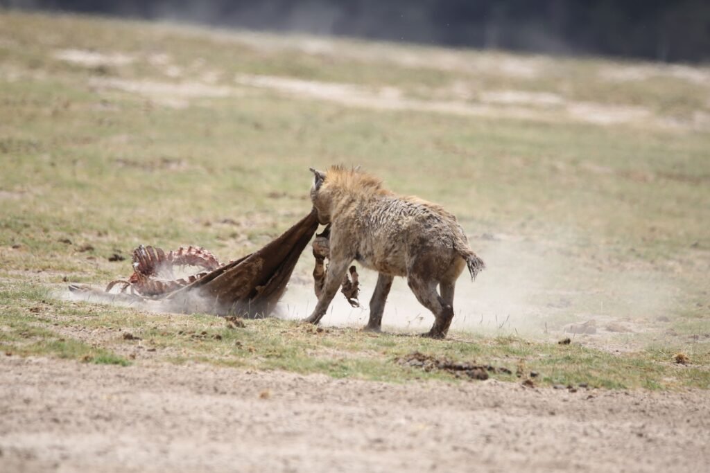 9 Ways Early Humans Used Animal Behavior to Find Food, Water, and Danger