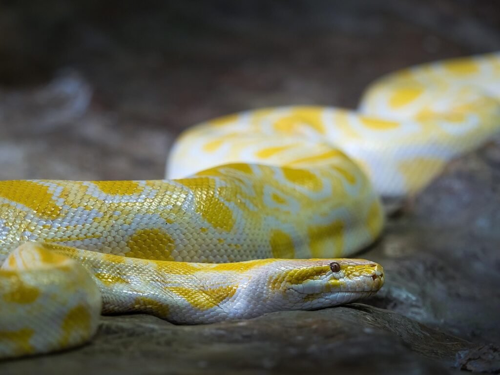 Evolution Says Snakes Still Carry Genetic Instructions for Limbs Their Ancestors Lost