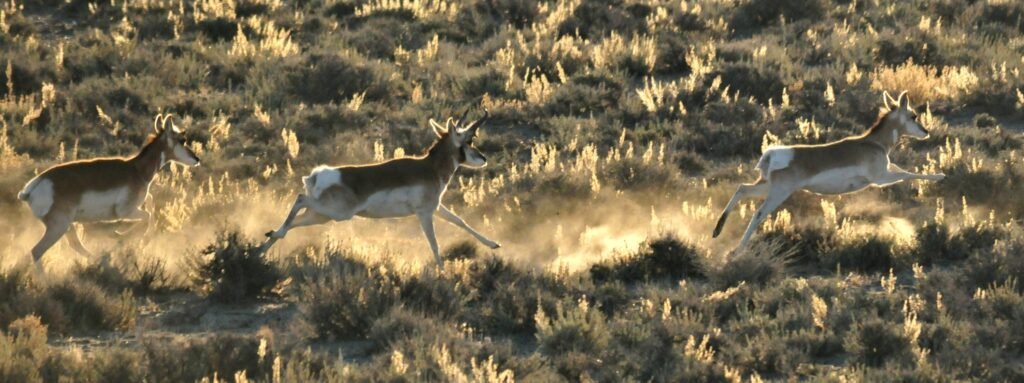 Evolution Says the Pronghorn's Extreme Speed Makes More Sense When You Meet the Predators of Ice Age America