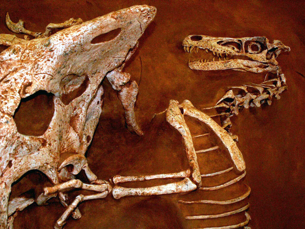 Two Very Different Animals, Locked Together (Image Credits: Wikimedia)