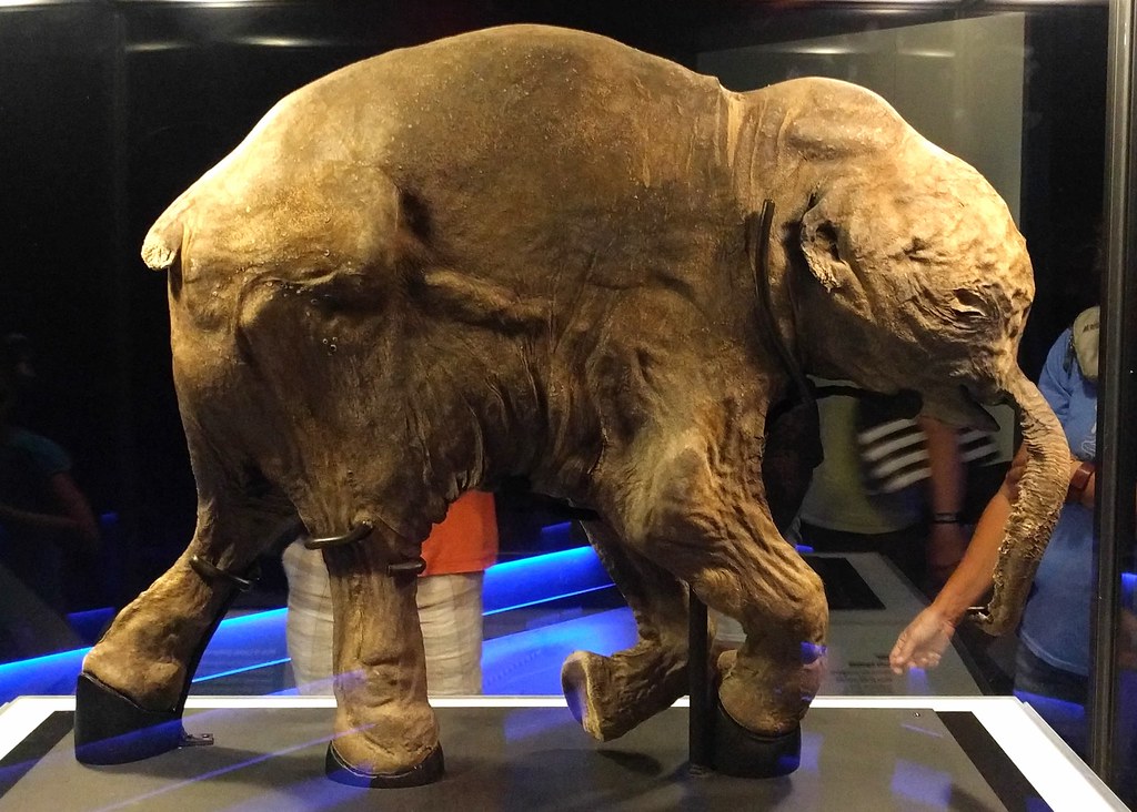 The 13 Things Found Inside a Frozen Mammoth Calf