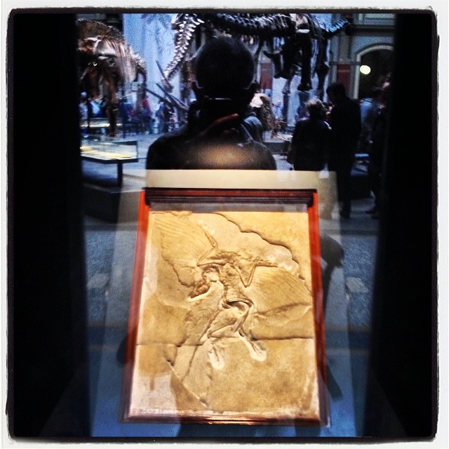What the Berlin Archaeopteryx Settled for Good