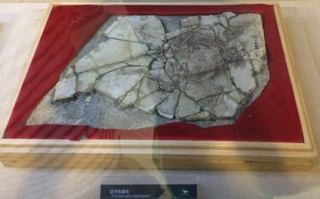 12 Things Archaeoraptor Taught Museums About Checking First