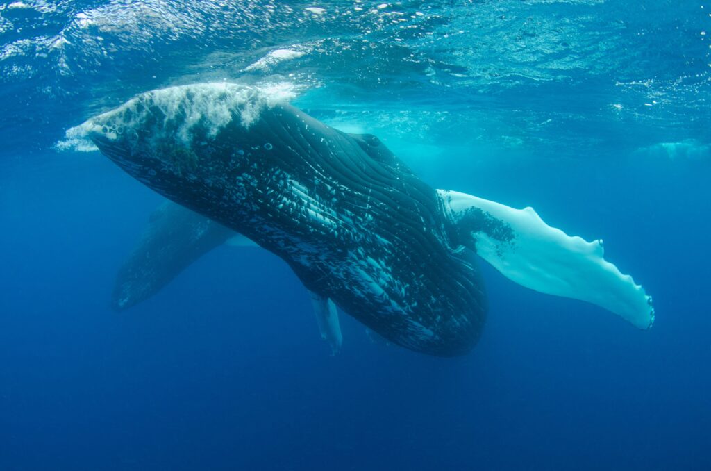 Evolution Says Whales Still Grow Temporary Hind-Limb Buds as Embryos Before Losing Them