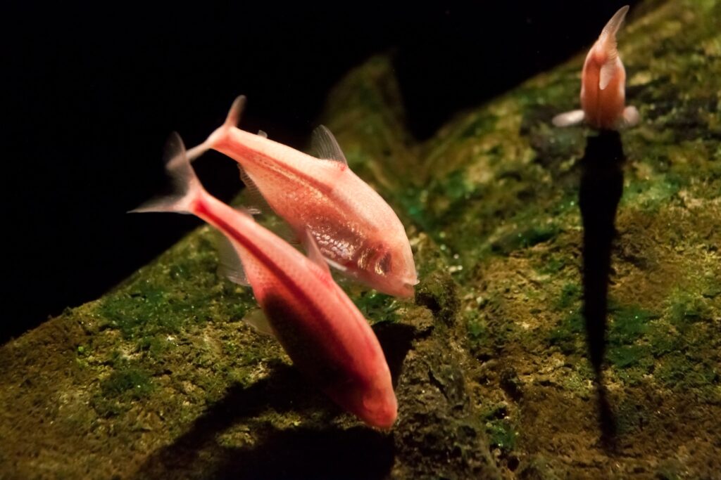 Evolution Says Cave Fish Repeatedly Lost Their Eyes in Separate Underground Populations