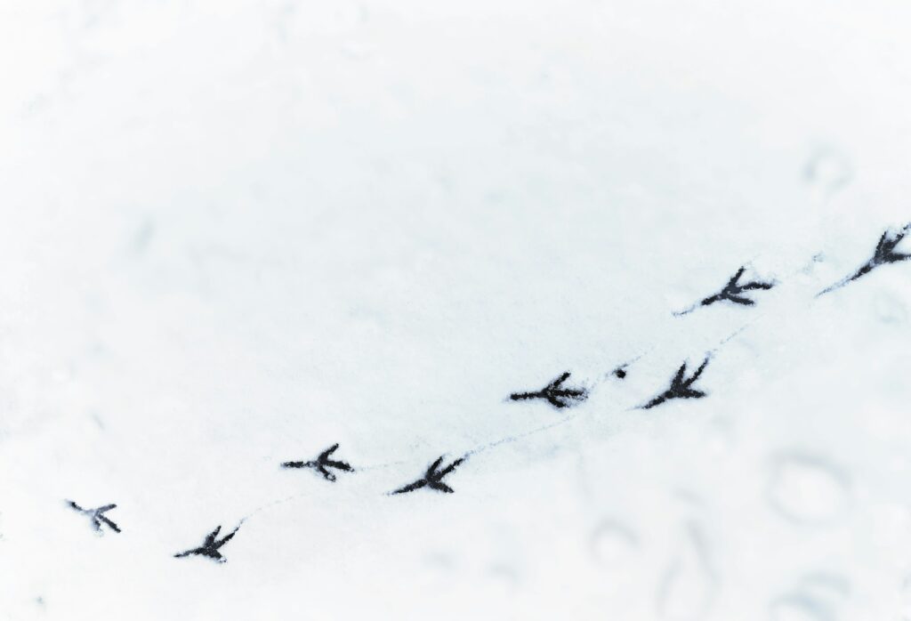9 Clues That Early Humans Read Animal Tracks as a Form of Environmental Information