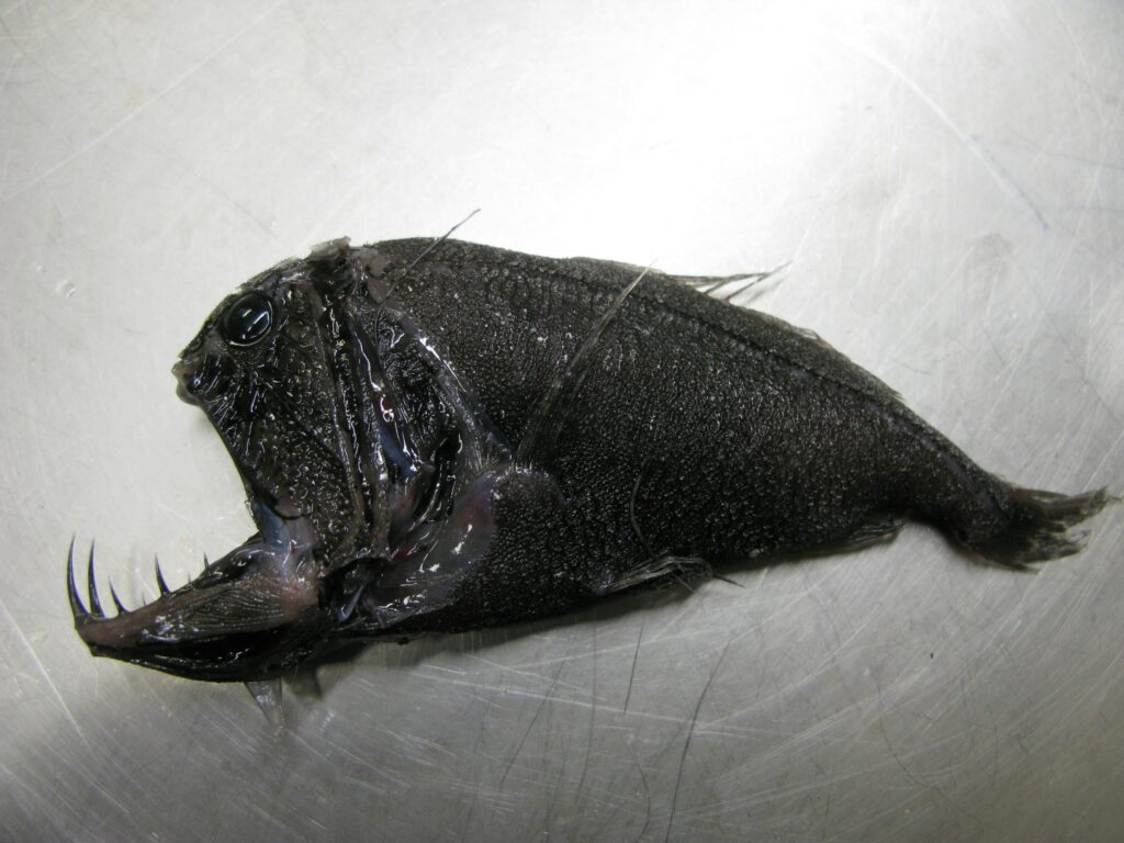 7 Deep Sea Fish That Look Even More Terrifying Than Dinosaurs