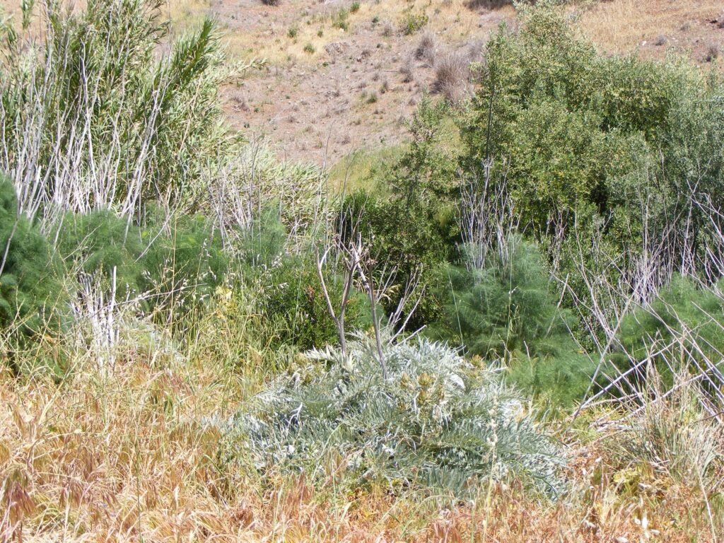 13 Things That Colonise Bare Ground in the First Year
